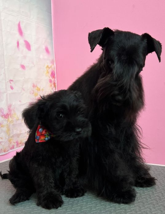 Малки цвергшнауцери търсят своя дом