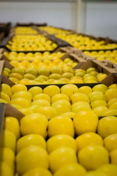 Доставка Фрукты Овощи