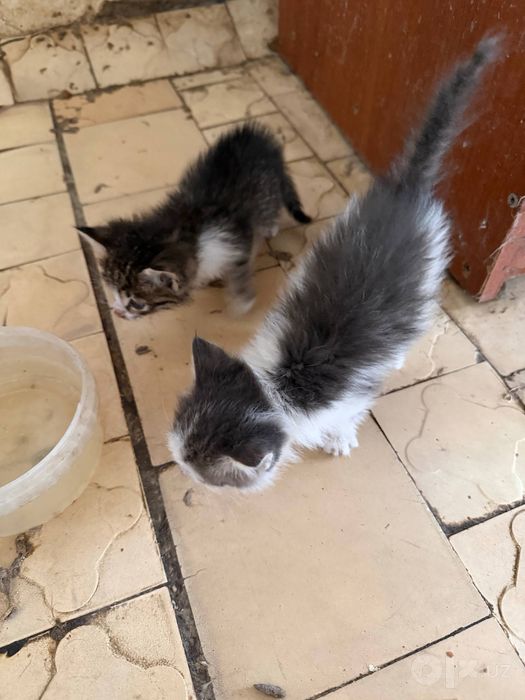 Маленькие котята