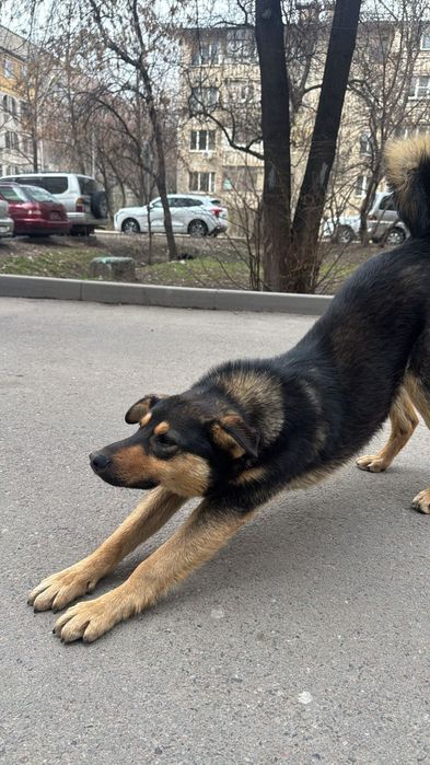 Собака в добрые руки