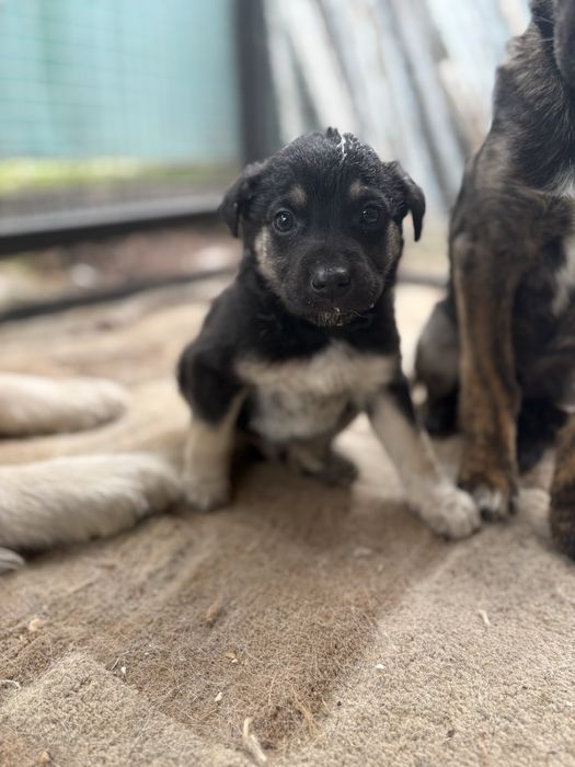 Щенок срочно ищет отвецтвиные руки