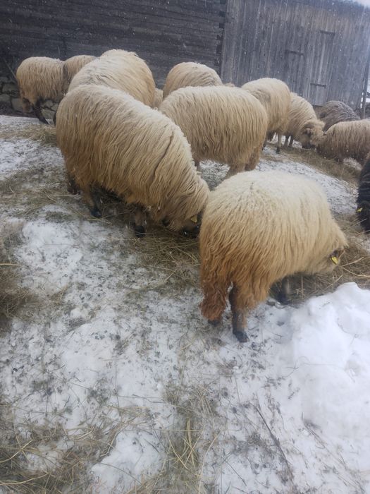 oi turcana de vanzare