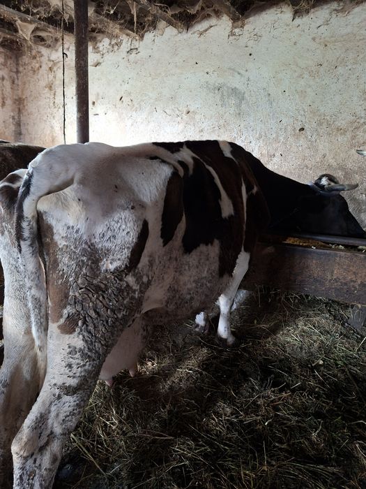 Vaca de lapte cu vițel lângă ea