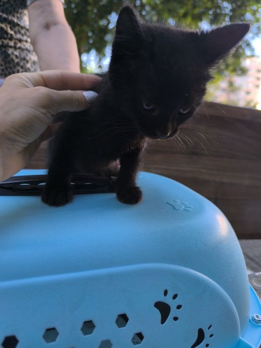 Подарявам котенце