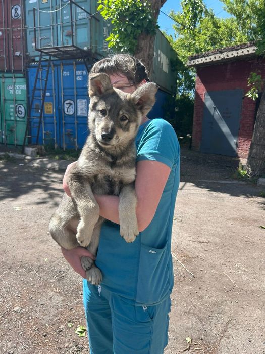 Щенок мальчик,ищет добрый дом