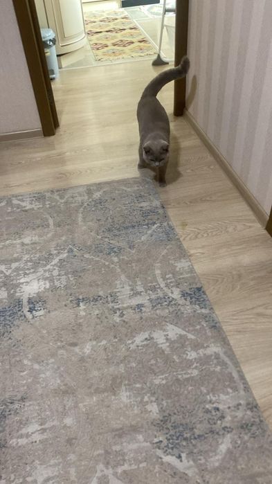 Ласковый кот Британец