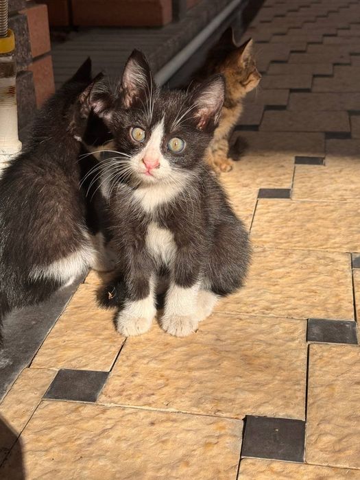 Кошки, отдам в добрые руки