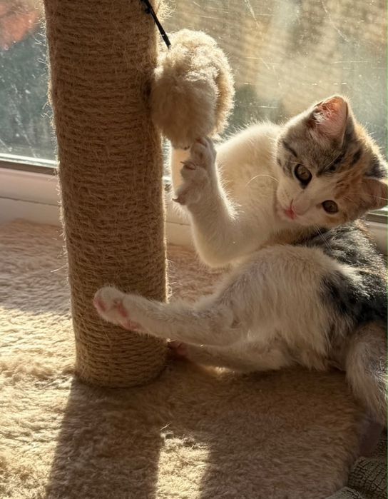 Отдам котенка в добрын руки