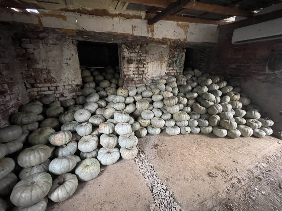 Тиква самсон 1.20€