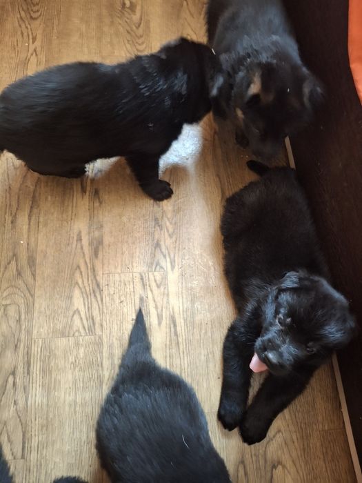 Продажа немецкой овчарки