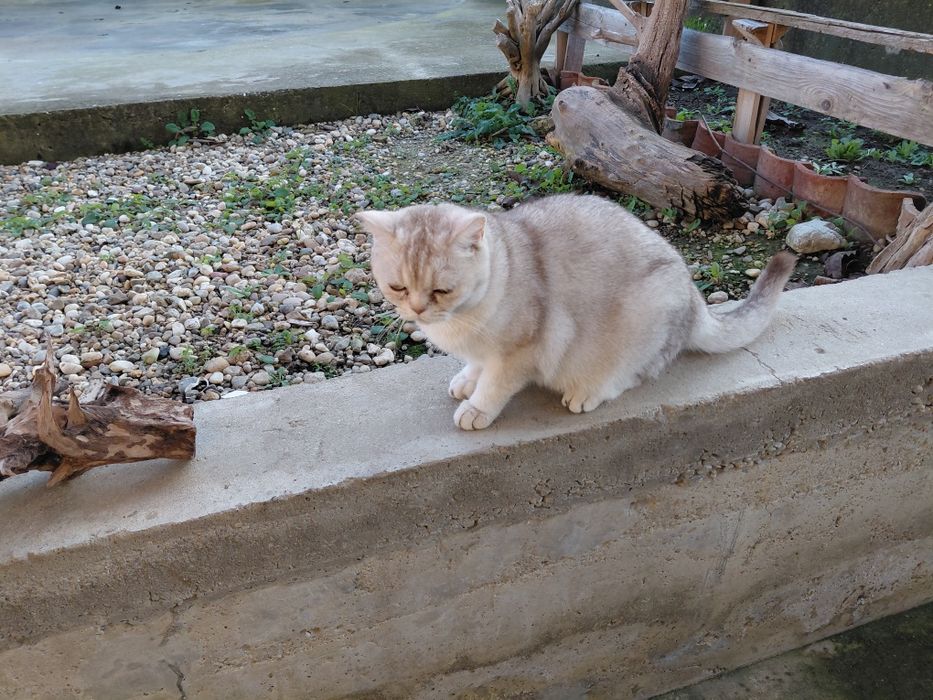 Британско късокосменно