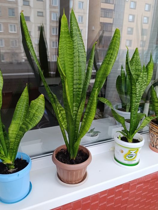 Комнатные растения