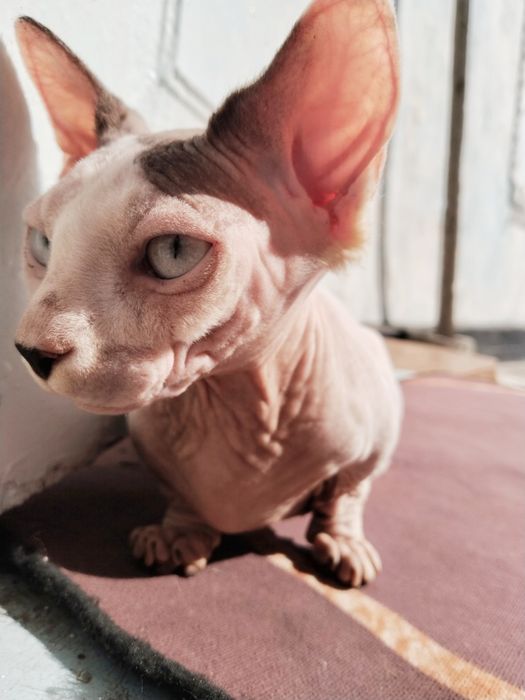 Сфинкс Бамбино девочка