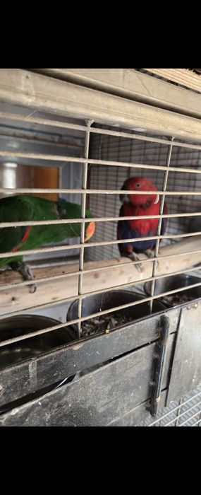 Vand  perehi echlectus ,nemes mature