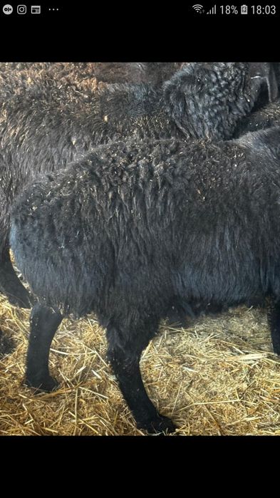 Семыз бордақы қошқарлар сатылады