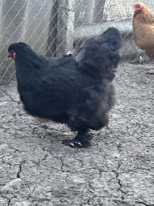 Gaini si cocosi brahma