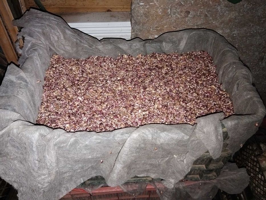 Sămânță de usturoi baib-aerian