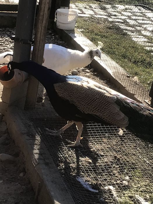 Продавам пауни  Арлекини и  Бели