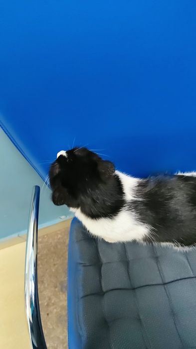 Отдам кошечку в добрые руки .