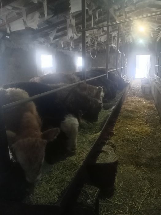 Откормда жемде тұрған букалар сатам