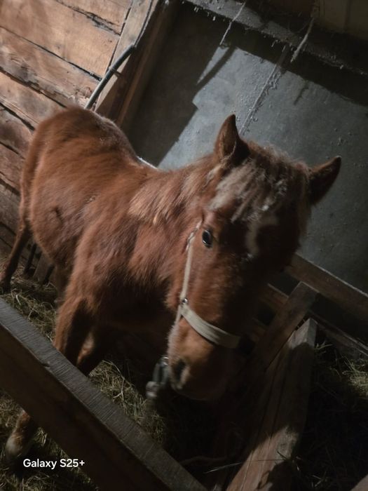 Продам жеребенка жеребчик