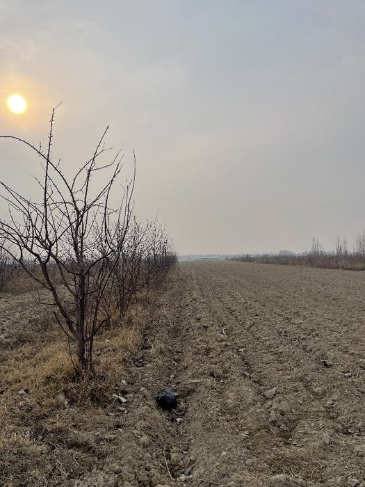 50 sotixli olma bogʻ