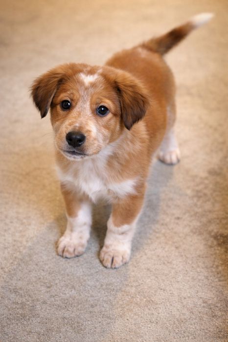 Подарявам кучета каракачанки