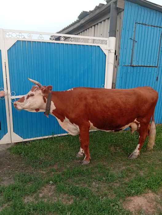 Срочно продам корову