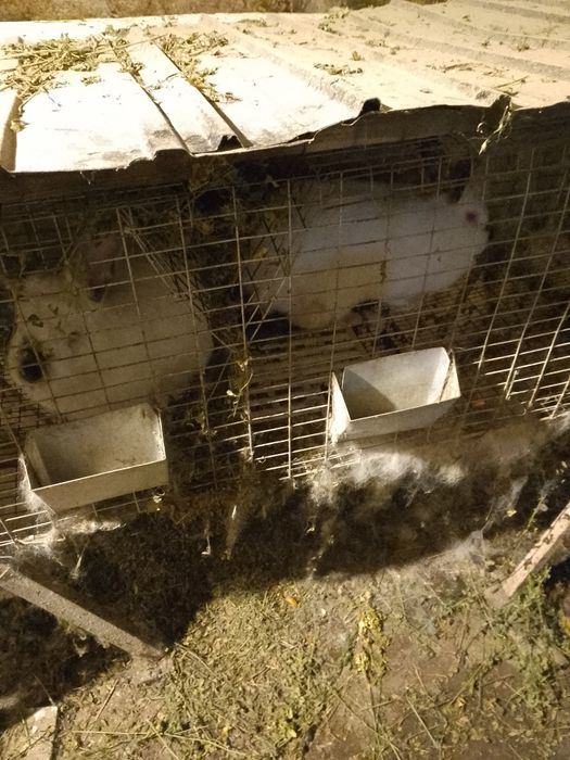 Vând iepuri cu ochii roșii