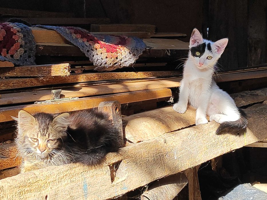 Котенца търсят своя Човек