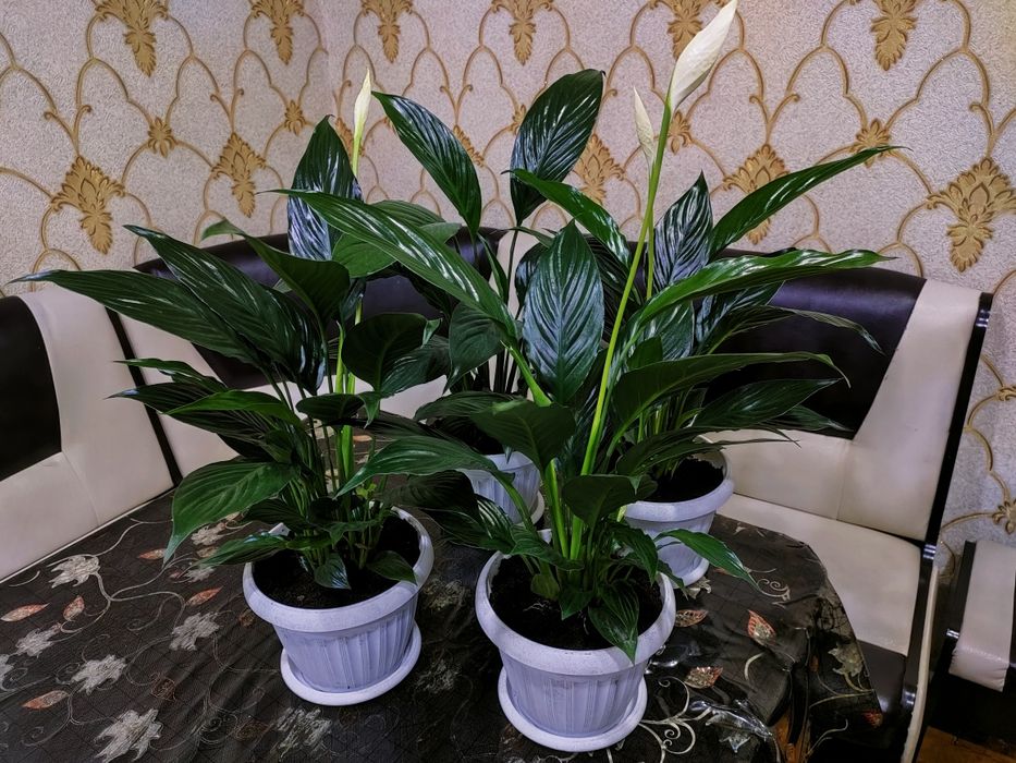 Комнатные растения. Доставка