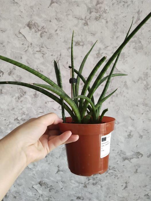 Продам сансевьерии