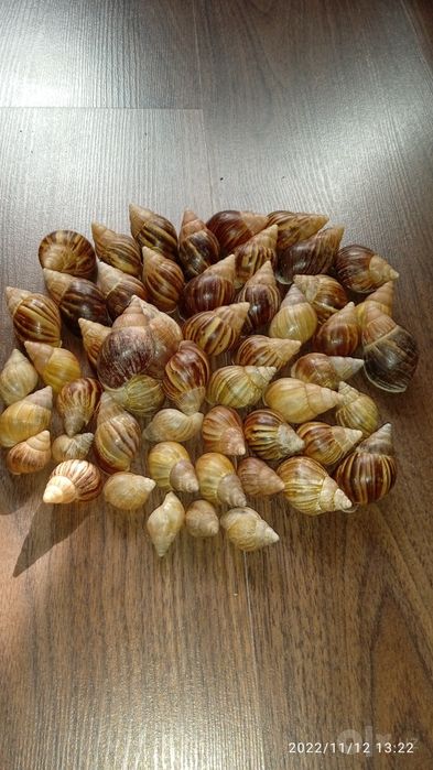 Ракушки с мраморного моря