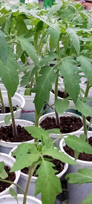 Разсад домати и краставици