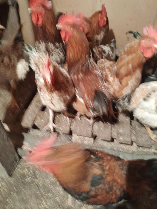 Продавам 10 месечни петли