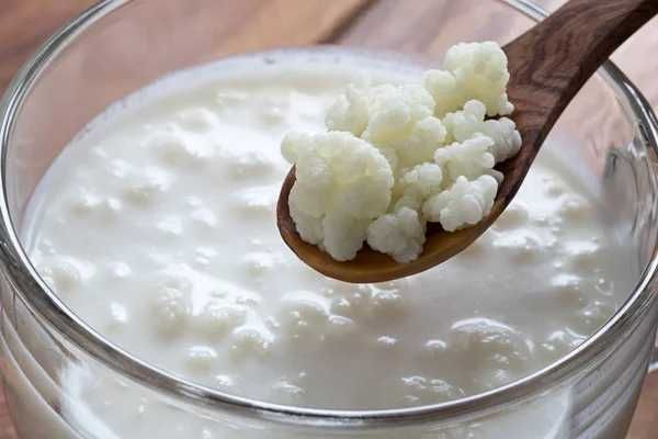 Donez - Ciupercă Tibetană de Kefir