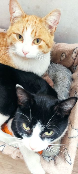 Отдам кота и кошку