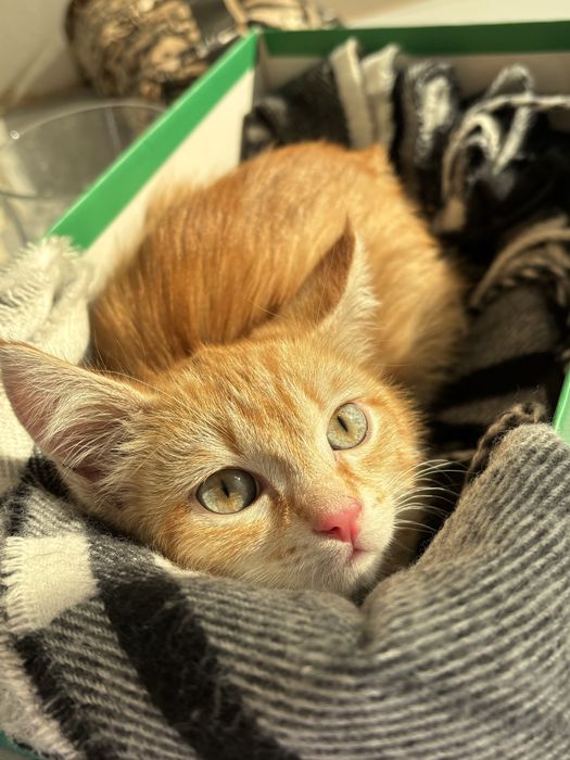 Отдадим котенка в хорошие руки