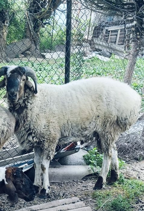 Продам.  кошкара