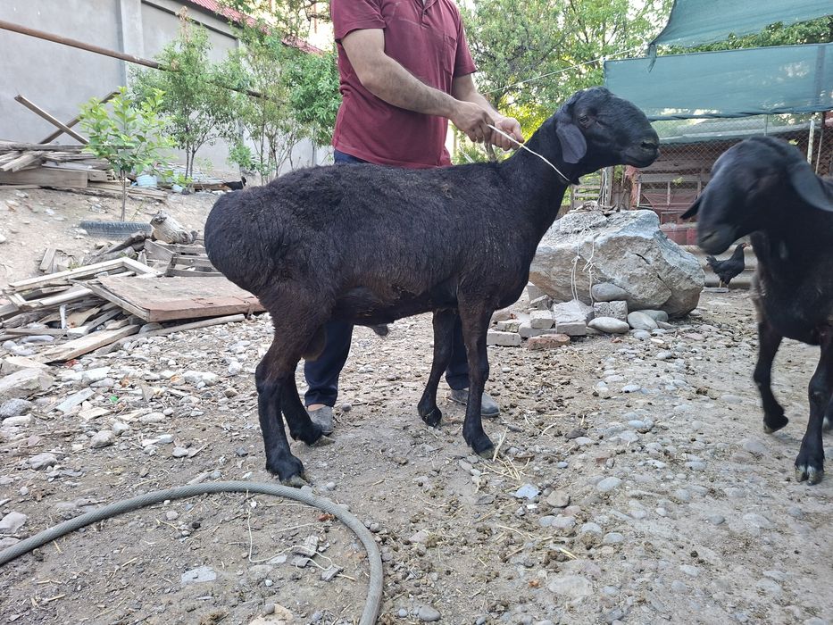 Quchqorlar sotiladi. 40-50 kilolilari bor.