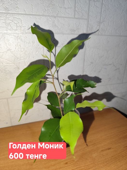 Фикусы Бенджамина