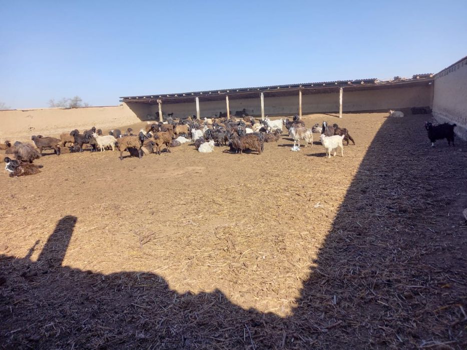 Қорасы мен үй сатылады