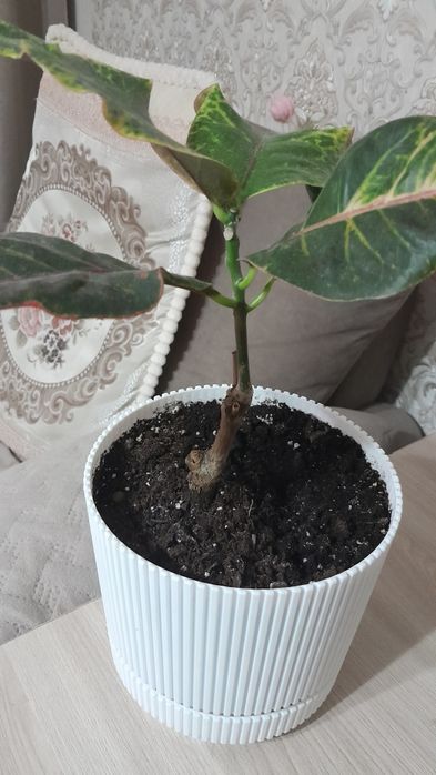 Продам цветок кротон