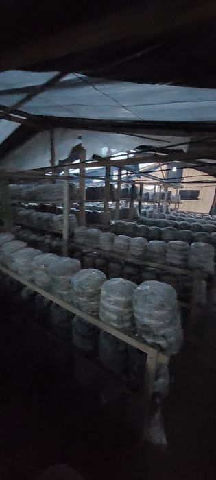 Вешинки   Грибы. Семена КА  17  штп