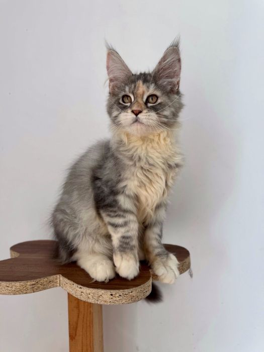 Maine coon cu pedigree felisa autorizata