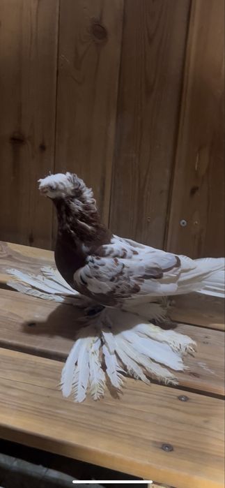 Капкан самка чинка