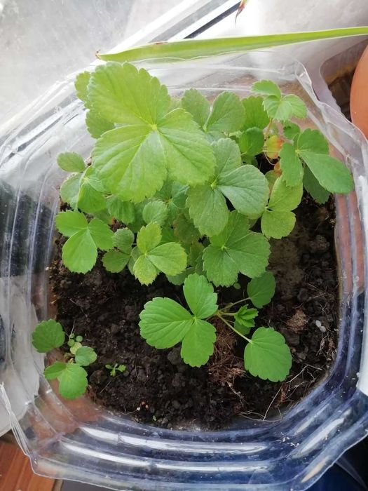 Мальва махровая, ирисы , дуб каштан, смородина, клубника