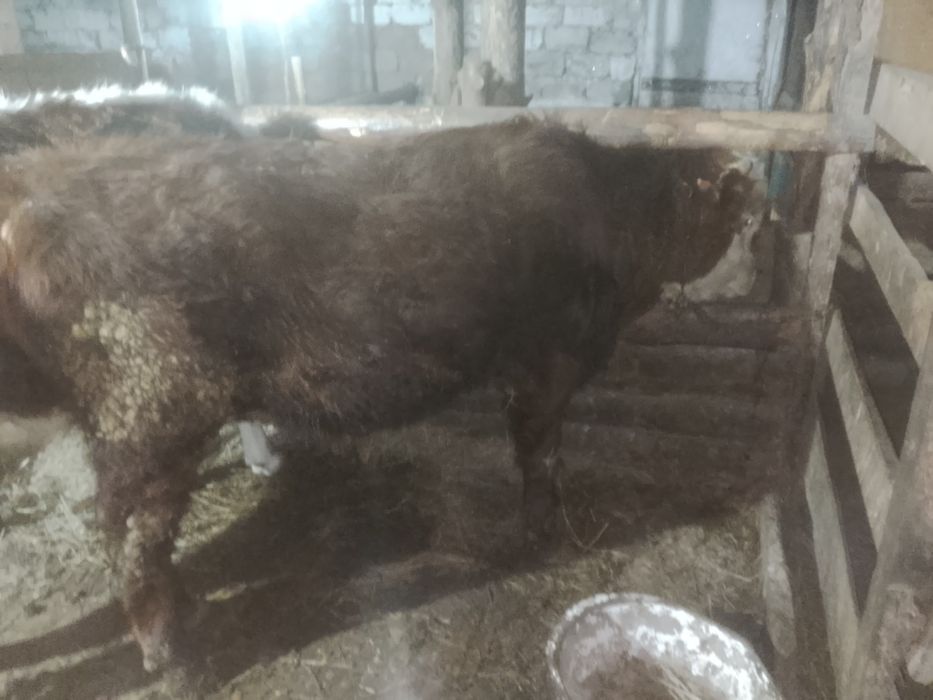Продам бычка с откорма 550
