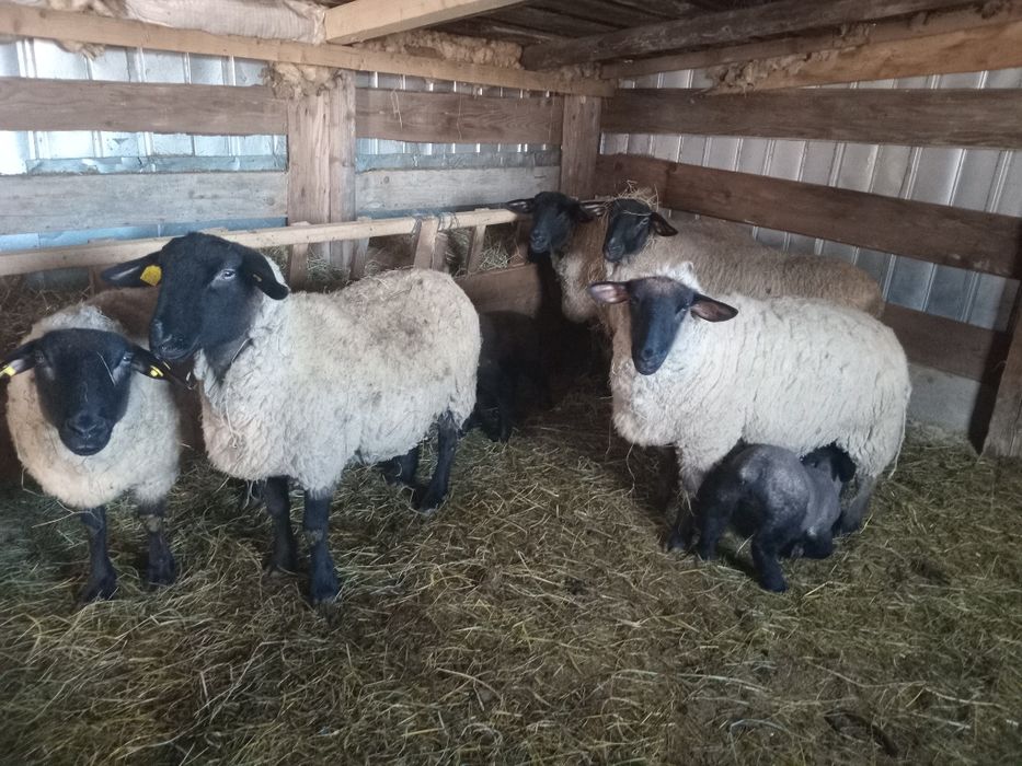 Vând oi Suffolk și un berbec