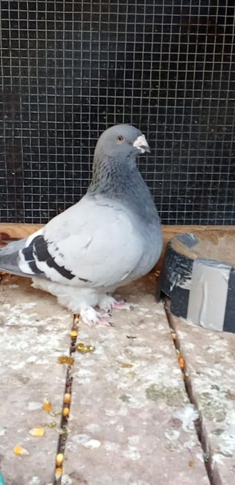 De vânzare porumbei voiajori standard și Plonjorii de Adana.